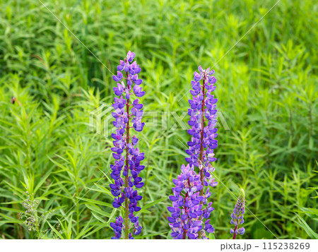 Lupine, purple wildflowers, plants, bushes grow in nature against the background of green forests, fields, meadows and lawns Lupine, purple wildflowers, plants, bushes grow in nature against the background of green forests, fields, meadows and lawns 115238269