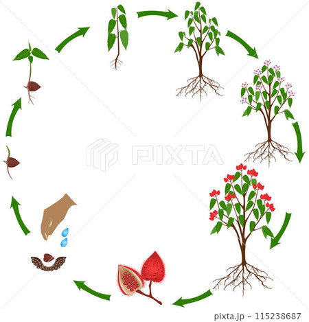 Life cycle of a bixa orellana or anatto plant on a white background. 115238687