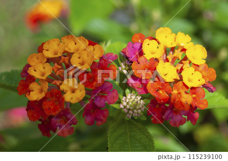 Close up view of colorful flowers with blur garden background. Flora concept Close up view of colorful flowers with blur garden background. Flora concept 115239100