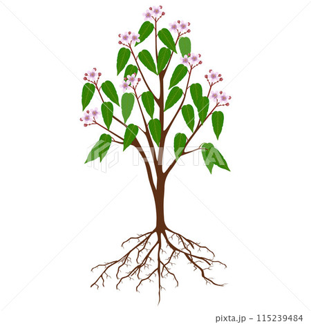 Bixa orellana or anatto tree with flowers on a white background. 115239484