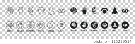 Icon set of the five human senses and the brain (sight, hearing, taste, touch, smell) Icon set of the five human senses and the brain (sight, hearing, taste, touch, smell) 115239514