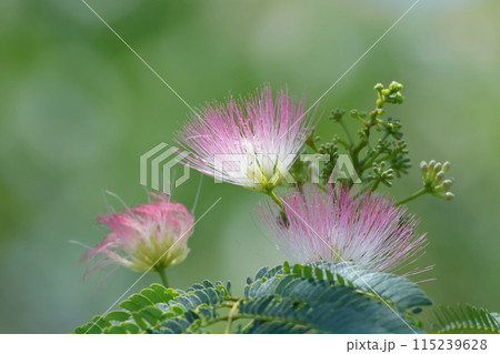 ピンク色のフワフワとした花 ネムノキの花 ピンク色のフワフワとした花 ネムノキの花 115239628
