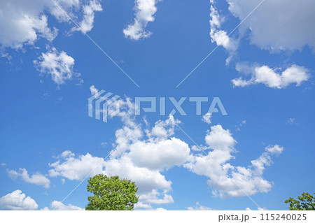 初夏の雲と木立 115240025