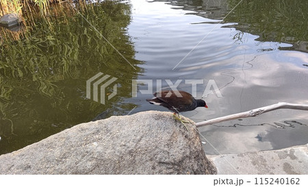 水辺のバン 水辺のバン 115240162