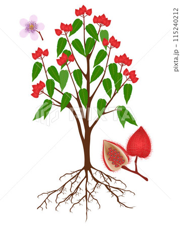 Bixa orellana or anatto tree with fruits and roots on a white background. 115240212