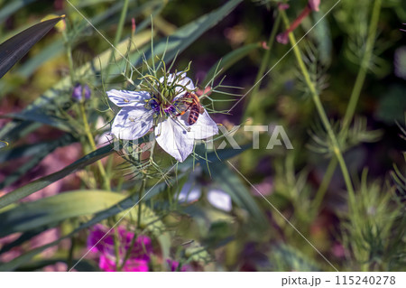 Delicate white Nigella sativa or love flower in mist, botanical background with copy space Delicate white Nigella sativa or love flower in mist, botanical background with copy space 115240278
