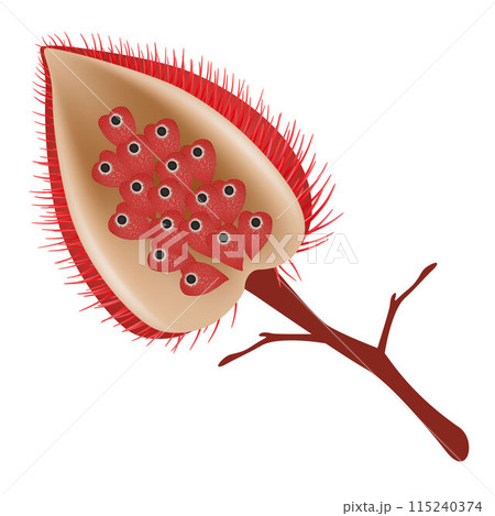 Bixa orellana fruit with seeds isolated on white. 115240374