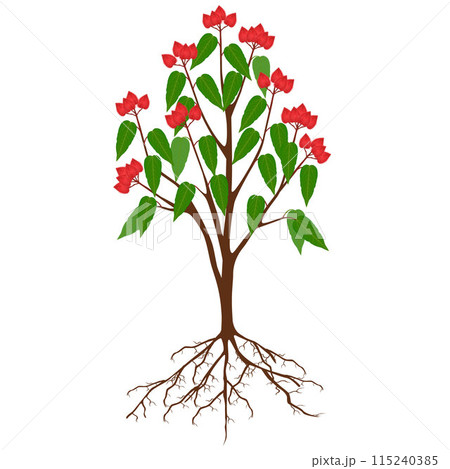 Bixa orellana or anatto tree with fruits on a white background. 115240385