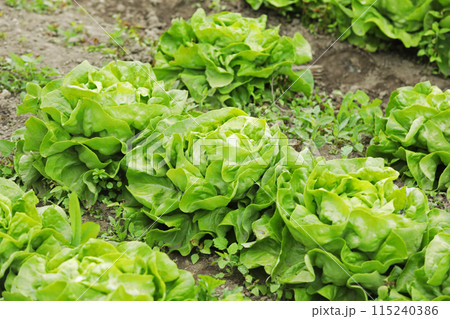 Harvesting lettuce. Fresh green lettuce in the field, eco-friendly growing of green lettuce in the field. Harvesting lettuce. Fresh green lettuce in the field, eco-friendly growing of green lettuce in the field. 115240386