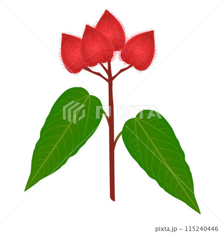 Bixa orellana or anatto fruits with leaf isolated on white. 115240446