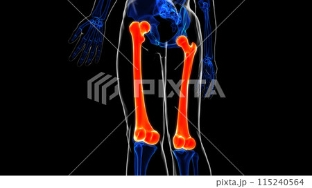Femur bone anatomy for medical Concept 3D rendering 115240564