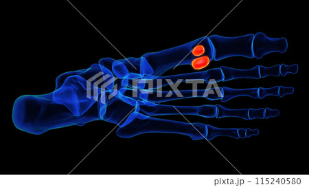 Sesamoid bone foot bones anatomy for medical Concept 3D rendering 115240580