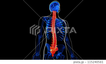 Vertebral column anatomy for medical concept 3D rendering 115240581