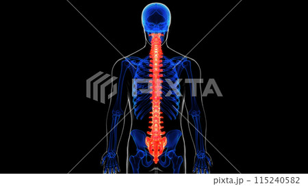 Vertebral column anatomy for medical concept 3D rendering 115240582