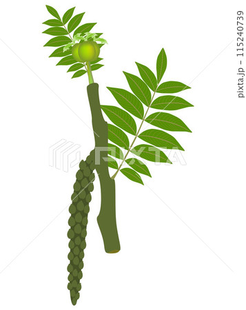 Blossoming pecan with leaves isolated on white background. Blossoming pecan with leaves isolated on white background. 115240739