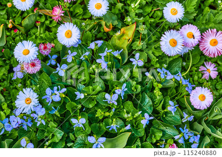 Cheerful flowers pink and white daisies, blue forget-me-nots on green meadow. Cheerful flowers pink and white daisies, blue forget-me-nots on green meadow. 115240880