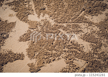 Crabs dug holes and left sand balls on the beach Crabs dug holes and left sand balls on the beach 115241281