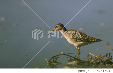 Wood Sandpiper (Tringa glareola) looking for food Wood Sandpiper (Tringa glareola) looking for food 115241393