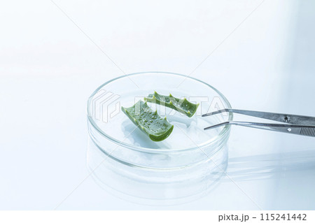 Pieces of aloe leaf lie in a petri dish on a glossy white surface, next to a metal tweezers, close-up, selective focus. 115241442