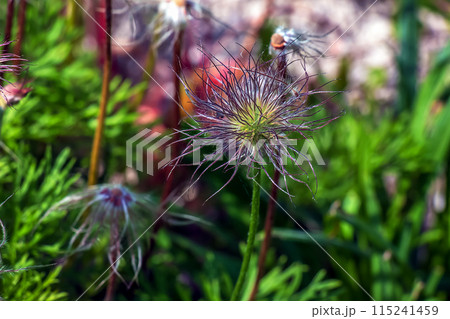 Beautiful primrose flowers, spring flowers, primrose Pulsatilla patens in Latin Beautiful primrose flowers, spring flowers, primrose Pulsatilla patens in Latin 115241459