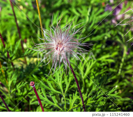 Beautiful primrose flowers, spring flowers, primrose Pulsatilla patens in Latin 115241460