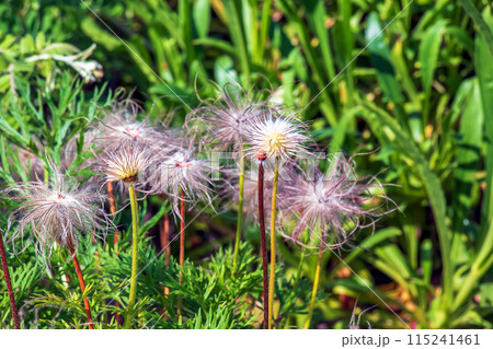 Beautiful primrose flowers, spring flowers, primrose Pulsatilla patens in Latin Beautiful primrose flowers, spring flowers, primrose Pulsatilla patens in Latin 115241461