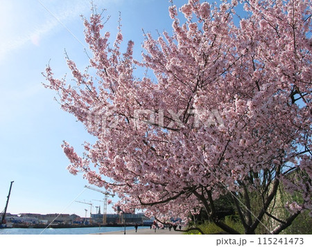 桜、デンマークの首都コペンハーゲンのランゲリニー公園(Danmark) 桜、デンマークの首都コペンハーゲンのランゲリニー公園(Danmark) 115241473