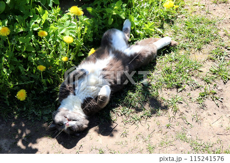 Gray cat lying on its back in the grass near a path 115241576