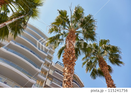Palm trees on a street on a sunny day Palm trees on a street on a sunny day 115241756
