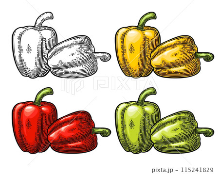 Whole yellow, red, green sweet bell pepper. Vector vintage engraving Whole yellow, red, green sweet bell pepper. Vector vintage engraving 115241829