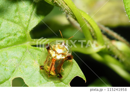 ジンガサハムシ 115241958