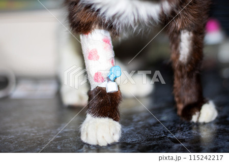 Closeup of a cats paw with a bandage, showcasing whiskers and tail details Closeup of a cats paw with a bandage, showcasing whiskers and tail details 115242217