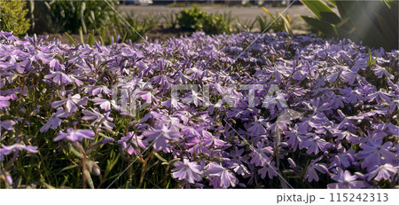 in May, purple dwarf phloxes bloom in the city flower bed in May, purple dwarf phloxes bloom in the city flower bed 115242313