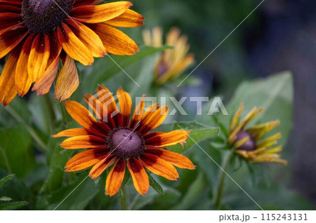 Gloriosa Daisy closeup in outdoor garden background with copy space Gloriosa Daisy closeup in outdoor garden background with copy space 115243131
