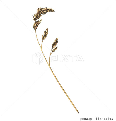 Dry meadow grass isolated on white background. Watercolor floral illustration branches and leaves, natural field elements. Abstract dry plants, flowers, herbs Dry meadow grass isolated on white background. Watercolor floral illustration branches and leaves, natural field elements. Abstract dry plants, flowers, herbs 115243143