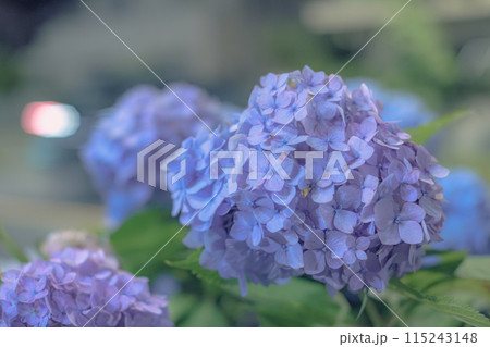 青い紫陽花 青い紫陽花 115243148