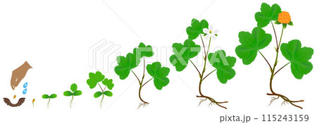 Cycle of growth of a cloudberry plant on a white background. 115243159