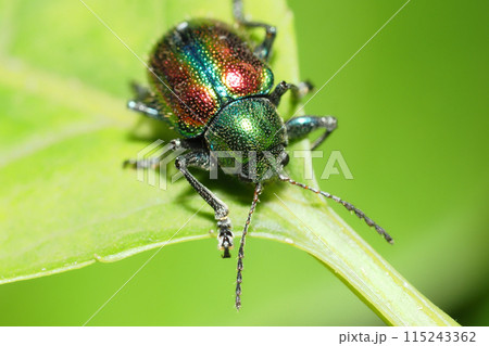 アカガネサルハムシ 115243362