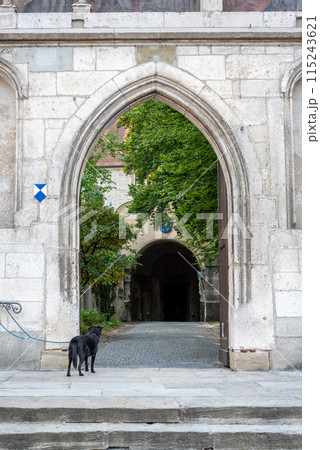 Young Dog waiting at a gate in Regensburg for his master 115243621