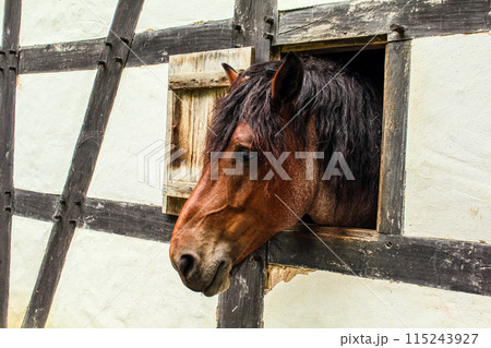A beautiful horse looking out of the window of a half-timbered house 115243927