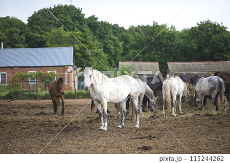 One white horse, orlove trotter in stud farm One white horse, orlove trotter in stud farm 115244262