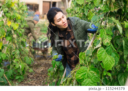 Asian female gardener harvesting green peas 115244379