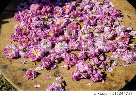 Wooden circle with rose petal. Rose picking ritual in Bulgaria Wooden circle with rose petal. Rose picking ritual in Bulgaria 115244717