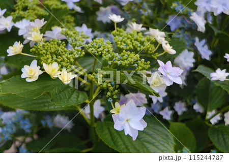 ガクアジサイ 115244787