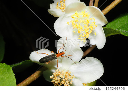 マタタビの花に止まるカトウカミキリモドキ 115244806