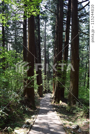 羽黒山の杉並木 115244810