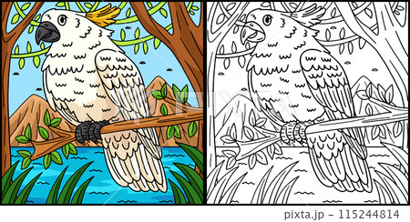 Cockatoo Bird Coloring Page Colored Illustration Cockatoo Bird Coloring Page Colored Illustration 115244814