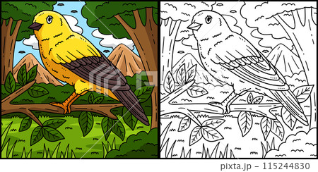Canary Bird Coloring Page Colored Illustration 115244830