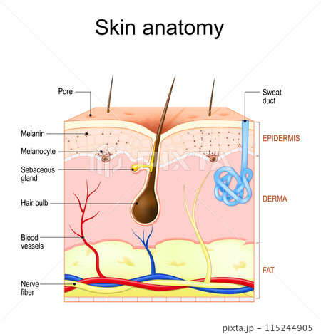 Skin anatomy. Layers and structure of human skin. 115244905