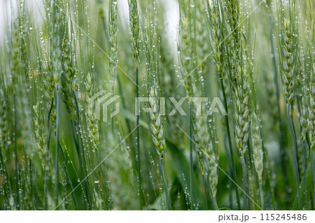 朝露に濡れる麦の穂 115245486